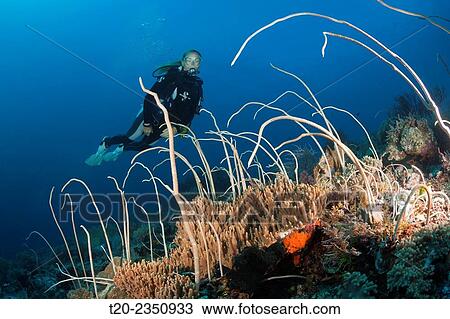 Diver over Field of Whip Corals, Junceella fragilis, Tanimbar Islands, Moluccas, Indonesia. View Large Photo Image Stock Image - Diver over Field of Whip Corals, Junceella fragilis, Tanimbar Islands, Moluccas, Indonesia.. Fotosearch