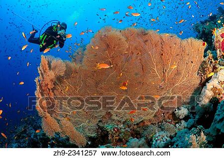 Stock Photo - Diver photographing coral purple gorgonian seafan (Gorgonia flabellum) Red sea, Egypt, Africa.. Fotosearch
