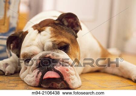Dog resting on the floor. View Large Photo Image Stock Photo - Dog resting on the floor.. Fotosearch