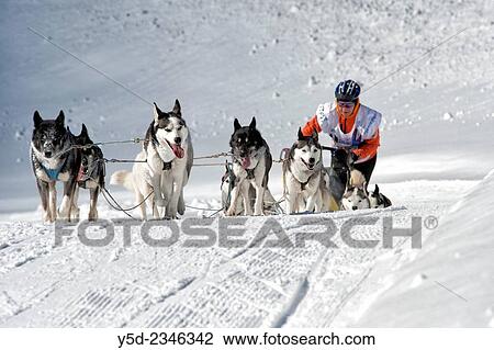 Dog sledge race in Gadmen, Switzerland. View Large Photo Image Stock Image - Dog sledge race in Gadmen, Switzerland.. Fotosearch