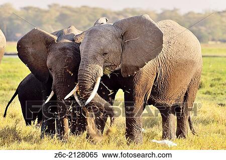 Elephants, Loxodonta africana, with their favourite occupation, Kenya. View Large Photo Image Stock Photography - Elephants, Loxodonta africana, with their favourite occupation, Kenya.. Fotosearch