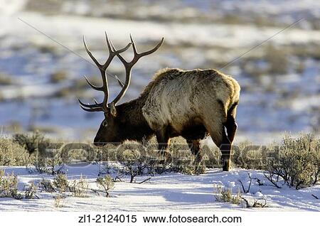 Stock Photography - Elk Cervus elaphus on a snowy slope on the Columbia Blacktail Plateau. Wildlife of Yellowstone Park at Lamar Valley Mammoth Falls, Wyoming USA. Fotosearch