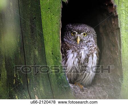 Stock Photo - Eurasian Pygmy Owl (Glaucidium passerinum), Halsingland, Sweden. Fotosearch