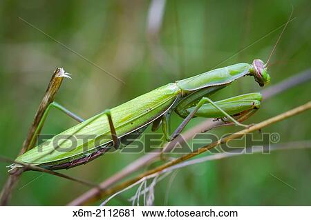 European mantis or praying mantis (Mantis religiosa). View Large Photo Image Stock Image - European mantis or praying mantis (Mantis religiosa).. Fotosearch
