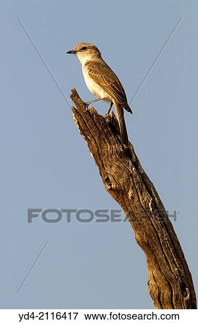 Familiar Chat (Cercomela familiaris), Mabuasehube, Kgakagadi Transfrontier Park, Kalahari desert, Botswana. View Large Photo Image Stock Photo - Familiar Chat (Cercomela familiaris), Mabuasehube, Kgakagadi Transfrontier Park, Kalahari desert, Botswana.. Fotosearch