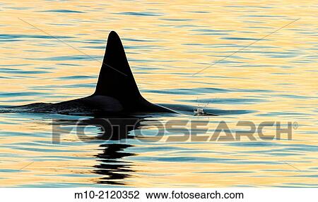 Fatfin CA171B Transient Orca milling around in the Monterey Bay at sunset, Moss Landing, California, USA View Large Photo Image Stock Image - Fatfin CA171B Transient Orca milling around in the Monterey Bay at sunset, Moss Landing, California, USA. Fotosearch