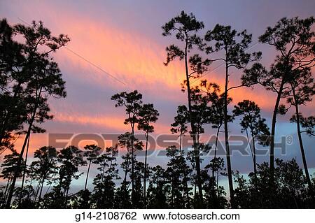 Florida, Miami, Everglades National Park, Main Park Road, Long Pine Key Trail, trees, silhouettes, dusk, sky, clouds, colorful, pinelands. View Large Photo Image Stock Image - Florida, Miami, Everglades National Park, Main Park Road, Long Pine Key Trail, trees, silhouettes, dusk, sky, clouds, colorful, pinelands.. Fotosearch