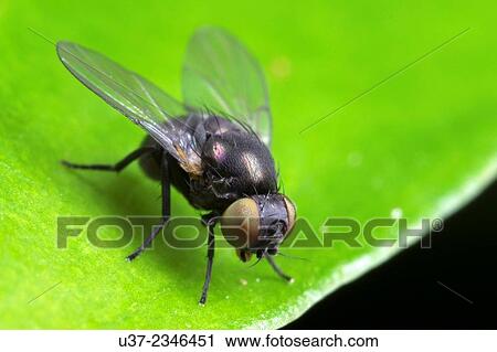 Fly. Image taken at Stutong Forest Reserve Park, Kuching, Sarawak, Malaysia. View Large Photo Image Stock Image - Fly. Image taken at Stutong Forest Reserve Park, Kuching, Sarawak, Malaysia.. Fotosearch