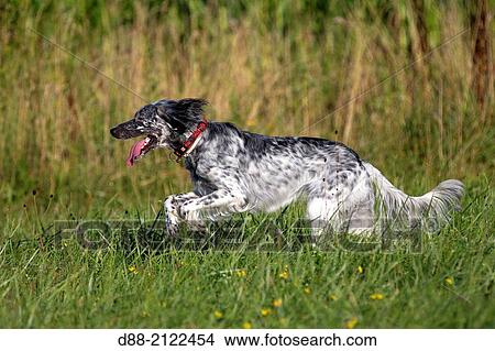 France, Bas Rhin, English Setter, running. View Large Photo Image Picture - France, Bas Rhin, English Setter, running.. Fotosearch