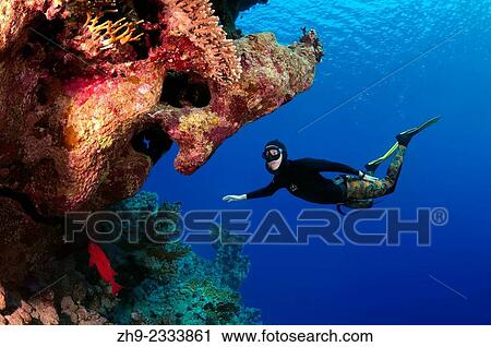 Stock Image - Freediver dives near the coral reef, Red Sea, Egypt.. Fotosearch