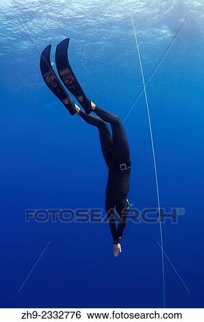Freediving in Red Sea, Egypt. View Large Photo Image Stock Photograph - Freediving in Red Sea, Egypt.. Fotosearch