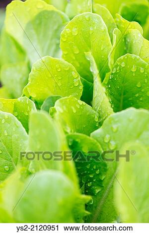 Fresh ripe romain lettuce growing in vegetable garden. View Large Photo Image Stock Image - Fresh ripe romain lettuce growing in vegetable garden.. Fotosearch