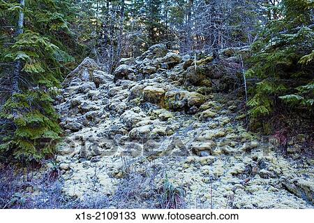 Frost and snow glaze a rocky slope in an evergreen forest. View Large Photo Image Stock Image - Frost and snow glaze a rocky slope in an evergreen forest.. Fotosearch