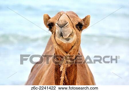 Funny camel, Camelus dromedarius, gritting its teeth, Mombasa, Kenya. View Large Photo Image Stock Image - Funny camel, Camelus dromedarius, gritting its teeth, Mombasa, Kenya.. Fotosearch