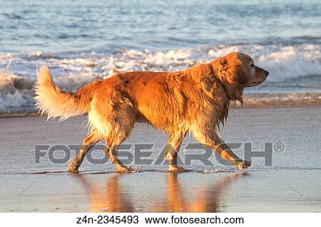 Golden retriever, Pacific Ocean, Mexico. View Large Photo Image Stock Image - Golden retriever, Pacific Ocean, Mexico.. Fotosearch
