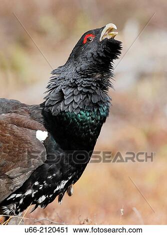 Stock Image - Great Grouse (Tetrao urogallus), Bjornlunda, Sodermanland, Sweden. Fotosearch