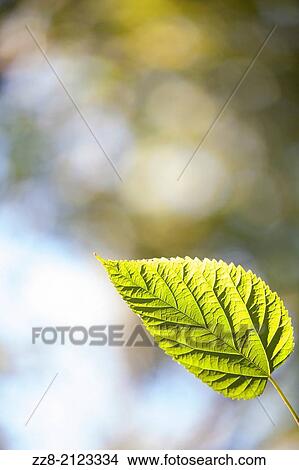 Green leaf. View Large Photo Image Picture - Green leaf.. Fotosearch