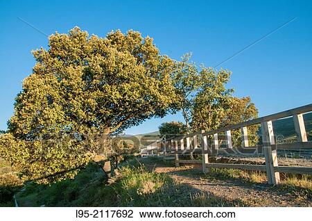 Stock Image - Green Oak tree (Quercus ilex), Spain.. Fotosearch