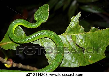 Green viper. Image taken at Kubah National Park, Matang, Sarawak, Malaysia. View Large Photo Image Stock Photo - Green viper. Image taken at Kubah National Park, Matang, Sarawak, Malaysia.. Fotosearch