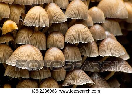 Group of small mushrooms growing in forest, Redwood Regional Park, East Bay Hills, California. View Large Photo Image Stock Image - Group of small mushrooms growing in forest, Redwood Regional Park, East Bay Hills, California.. Fotosearch