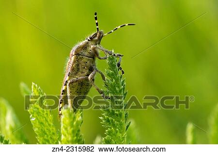 Stock Image - Hemiptera Bug Sitting on a Plant in Spring, Bad Schallerbach, Austria.. Fotosearch