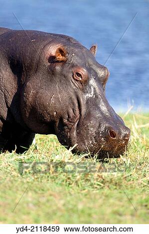 Hippopotamus (Hippopotamus amphibius), Chobe river, Chobe National Park, Botswana. View Large Photo Image Stock Photo - Hippopotamus (Hippopotamus amphibius), Chobe river, Chobe National Park, Botswana.. Fotosearch