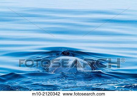 Humpback Whale on the surface in the Monterey Bay, Monterey, California, USA View Large Photo Image Stock Image - Humpback Whale on the surface in the Monterey Bay, Monterey, California, USA. Fotosearch