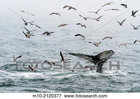 Humpback Whale tail flukes around birds in the Monterey Bay, Monterey, California, USA View Large Photo Image Stock Photo - Humpback Whale tail flukes around birds in the Monterey Bay, Monterey, California, USA. Fotosearch