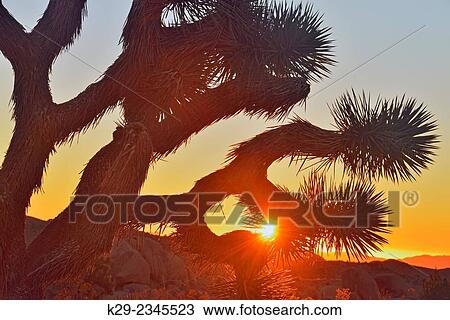Joshua tree at sunrise, Joshua Tree National Park, California, USA. View Large Photo Image Stock Image - Joshua tree at sunrise, Joshua Tree National Park, California, USA.. Fotosearch