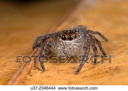 Jumping spider. Image taken at Stutong Forest Reserve Park, Kuching, Sarawak, Malaysia. View Large Photo Image Picture - Jumping spider. Image taken at Stutong Forest Reserve Park, Kuching, Sarawak, Malaysia.. Fotosearch