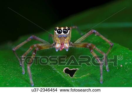 Jumping spider. Image taken at Stutong Forest Reserve Park, Kuching, Sarawak, Malaysia. View Large Photo Image Picture - Jumping spider. Image taken at Stutong Forest Reserve Park, Kuching, Sarawak, Malaysia.. Fotosearch