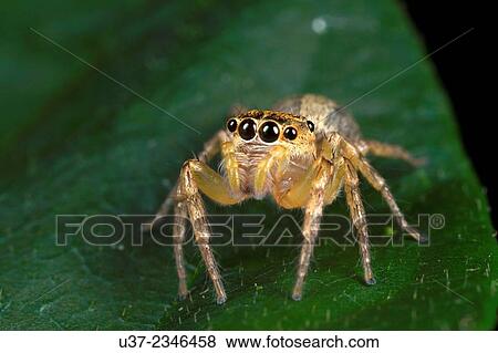 Stock Photo - Jumping spider. Image taken at Stutong Forest Reserve Park, Kuching, Sarawak, Malaysia.. Fotosearch