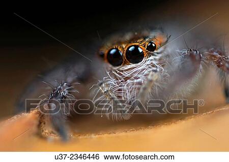 Jumping spider. Image taken at Stutong Forest Reserve Park, Kuching, Sarawak, Malaysia. View Large Photo Image Stock Photograph - Jumping spider. Image taken at Stutong Forest Reserve Park, Kuching, Sarawak, Malaysia.. Fotosearch