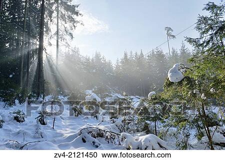 Landscape of a forest with Norway Spruces (Picea abies) in winter at snow melt, Germany. View Large Photo Image Stock Image - Landscape of a forest with Norway Spruces (Picea abies) in winter at snow melt, Germany.. Fotosearch