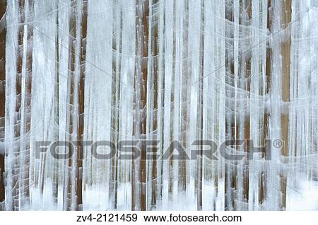 Landscape of a forest with Norway Spruces (Picea abies) in winter, Germany. View Large Photo Image Stock Photo - Landscape of a forest with Norway Spruces (Picea abies) in winter, Germany.. Fotosearch