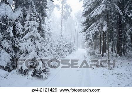 Landscape of a forest with Norway Spruces (Picea abies) in winter, Germany. View Large Photo Image Stock Photograph - Landscape of a forest with Norway Spruces (Picea abies) in winter, Germany.. Fotosearch