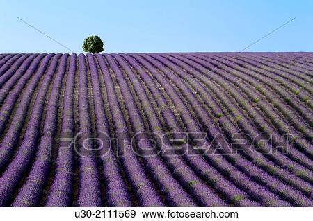 Stock Photo - Lavender fields (Lavandula angustifolia), in Valensole plateau. Digne-les-Bains district, in Alpes de Haute Provence department and Provence-Alpes-Cote d'Azur region. France. Europe.. Fotosearch