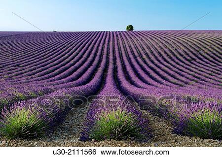 Lavender fields (Lavandula angustifolia), in Valensole plateau. Digne-les-Bains district, in Alpes de Haute Provence department and Provence-Alpes-Cote d'Azur region. France. Europe. View Large Photo Image Stock Photograph - Lavender fields (Lavandula angustifolia), in Valensole plateau. Digne-les-Bains district, in Alpes de Haute Provence department and Provence-Alpes-Cote d'Azur region. France. Europe.. Fotosearch
