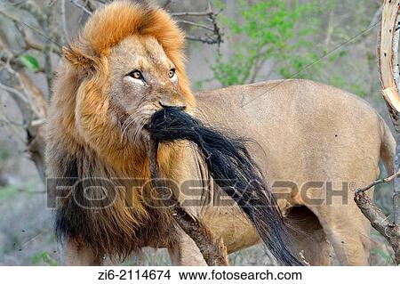 Picture - Lion (Panthera leo), playing with the tail of a giraffe (Giraffa camelopardalis), Kruger National Park, South Africa, Africa.. Fotosearch