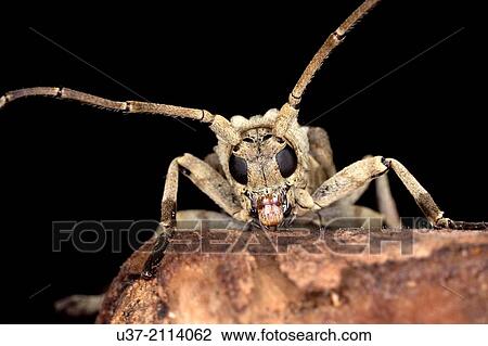 Stock Image - Long horned beetle. Image taken at Semengok Wildlife Centre, Sarawak, Malaysia.. Fotosearch