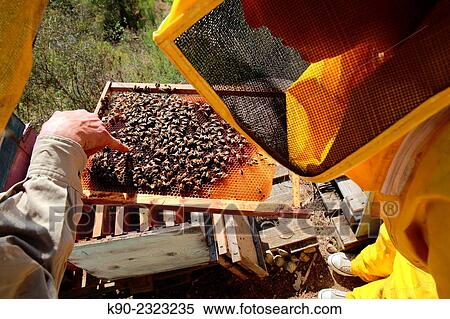 Looking over the shoulders of two beekeeper, who are looking at a grid with bees, pointing on the queen, seen from above, Dolceacqua, Italy, Europe. View Large Photo Image Stock Photography - Looking over the shoulders of two beekeeper, who are looking at a grid with bees, pointing on the queen, seen from above, Dolceacqua, Italy, Europe.. Fotosearch