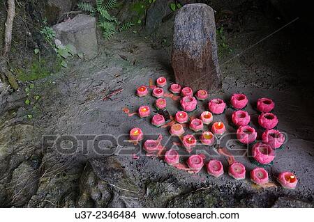 Lotus candles, Bau, Sarawak, Malaysia. View Large Photo Image Picture - Lotus candles, Bau, Sarawak, Malaysia.. Fotosearch