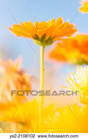 Low angle close up of orange to yellow marigold flowers growing in garden. View Large Photo Image Stock Image - Low angle close up of orange to yellow marigold flowers growing in garden.. Fotosearch