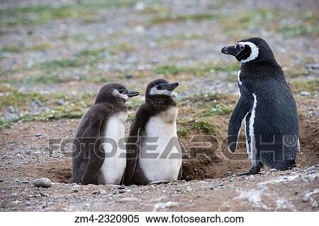 Magellanic penguin (Spheniscus magellanicus) with chicks at their nesting burrows at the penguin sanctuary on Magdalena Island in the Strait of Magellan near Punta Arenas in southern Chile. View Large Photo Image Stock Photography - Magellanic penguin (Spheniscus magellanicus) with chicks at their nesting burrows at the penguin sanctuary on Magdalena Island in the Strait of Magellan near Punta Arenas in southern Chile.. Fotosearch