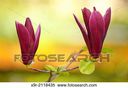 Magnolia liliiflora "Nigra" blossom at the Royal Botanical Garden. Madrid. Spain. View Large Photo Image Stock Photography - Magnolia liliiflora "Nigra" blossom at the Royal Botanical Garden. Madrid. Spain.. Fotosearch