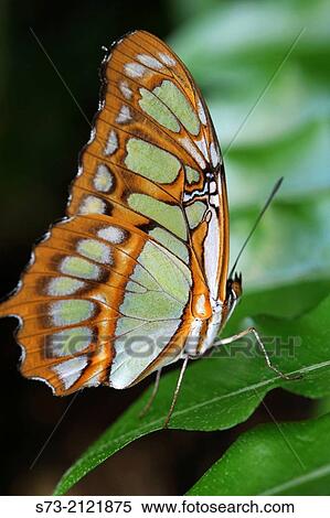 Malachite View Large Photo Image Stock Photography - Malachite. Fotosearch