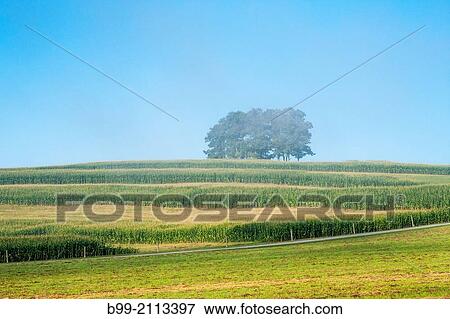 MORNING MIST CORNFIELD CLARION COUNTY PENNSYLVANIA USA. View Large Photo Image Stock Photo - MORNING MIST CORNFIELD CLARION COUNTY PENNSYLVANIA USA.. Fotosearch