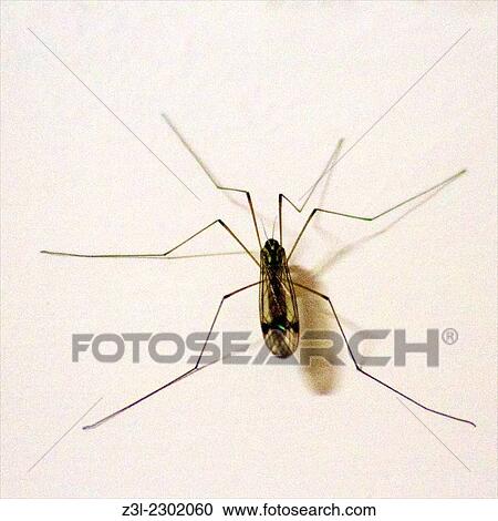 Stock Image - Mosquito on white wall. Fotosearch