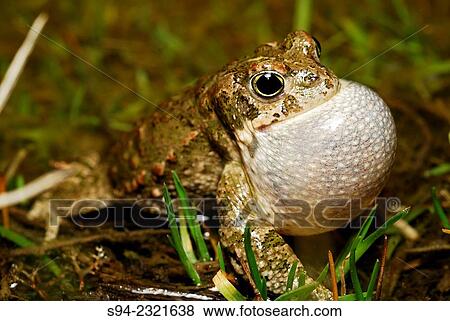 Stock Photo - Natterjack toad (Bufo calamita) on surface of a pond near Lozoyuela, Madrid, Spain.. Fotosearch