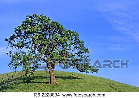 Oak tree and path in spring Mt. Diablo State Park, Contra Costa County, California. View Large Photo Image Picture - Oak tree and path in spring Mt. Diablo State Park, Contra Costa County, California.. Fotosearch